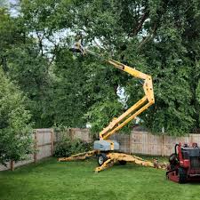 Best Root Management and Removal  in Milford City, CT